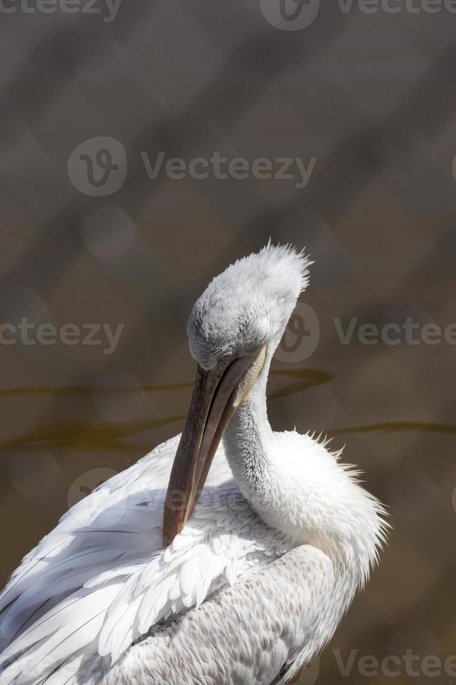 vit pelikan, närbild foto