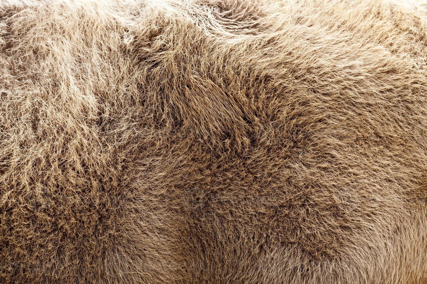 brunt bisonskinn foto