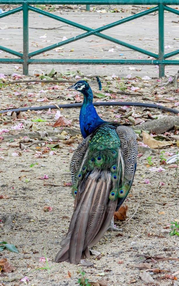 påfågelblå, påfågel vanlig pavo cristatus . vacker påfågel som går fritt. foto