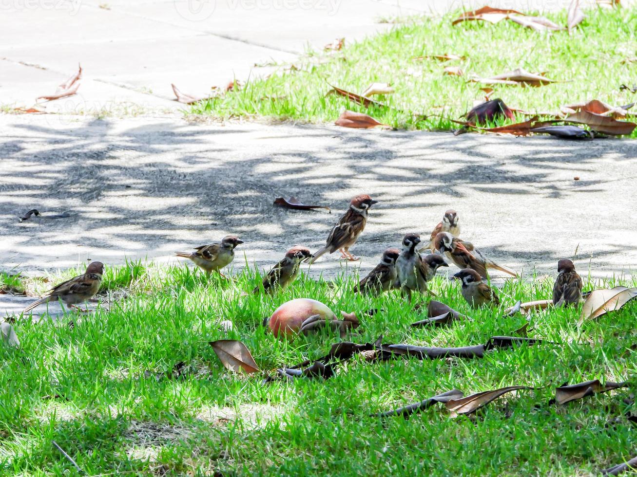 flock sparvar i trädgården foto