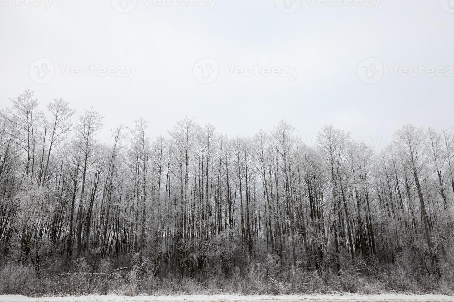 snödrivor på vintern foto