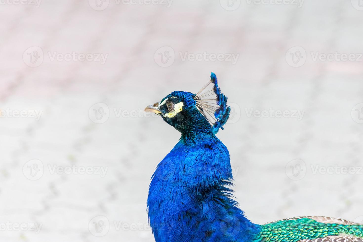 färgstarka porträtt av en påfågelhuvud foto