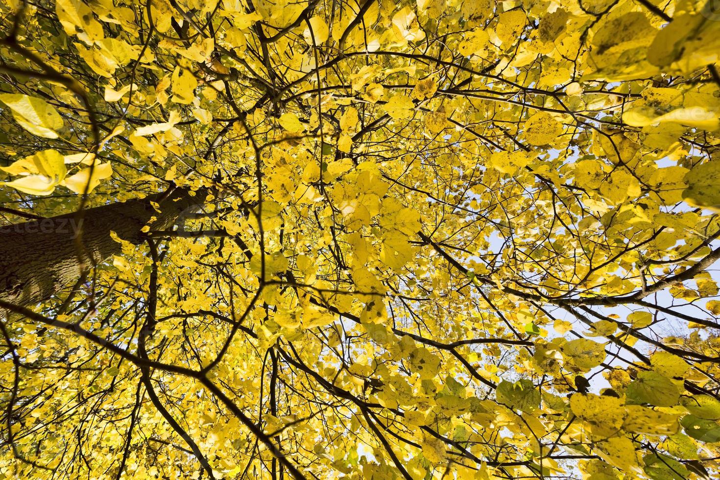 höstens naturliga färger foto