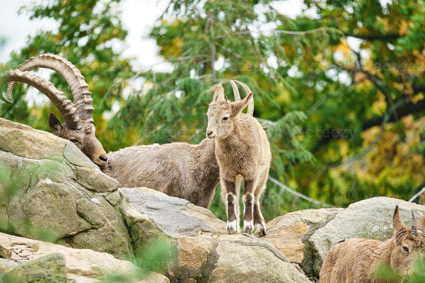 stenbock baby på en sten i naturen. litet horn hos däggdjur. klövvilt klättrar foto