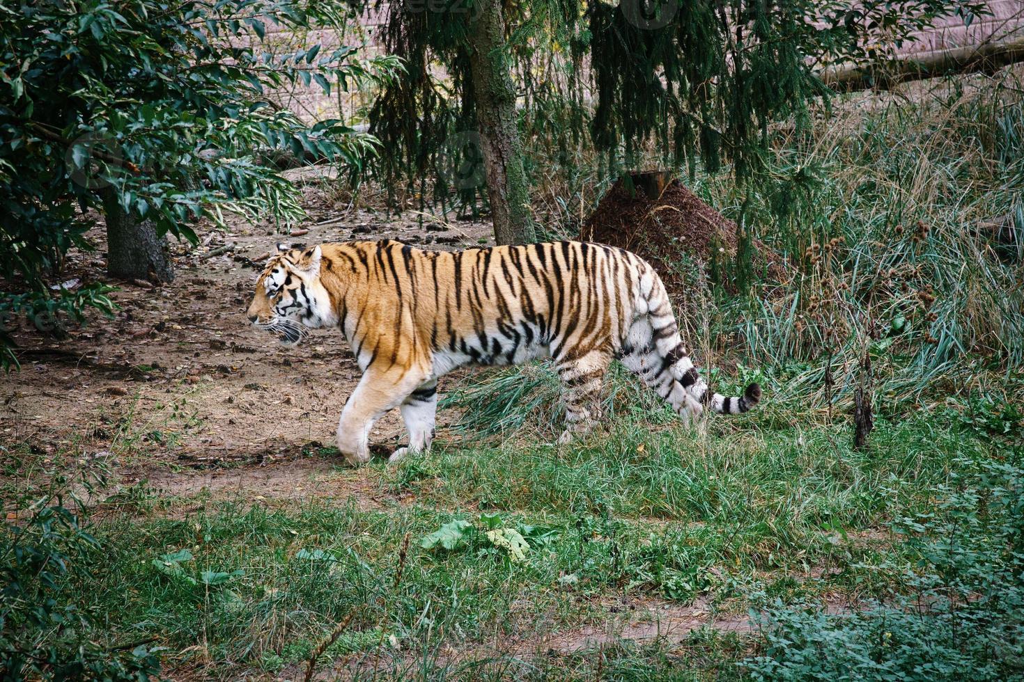 sibirisk tiger. elegant stor katt. utrotningshotade rovdjur. vit, svart, orange randig päls foto