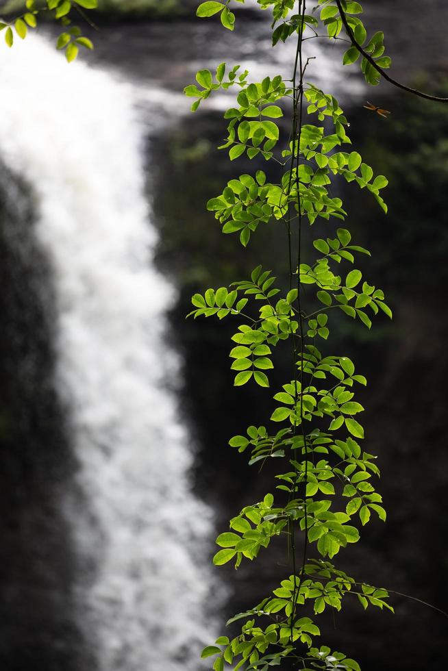 ett naturligt vattenfall i en stor skog mitt i vacker natur. foto