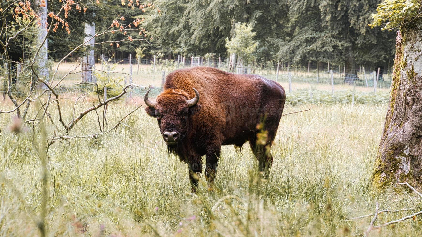 bison vid vattenhålet som kyls ner. stort däggdjur i brunt med stora horn. foto