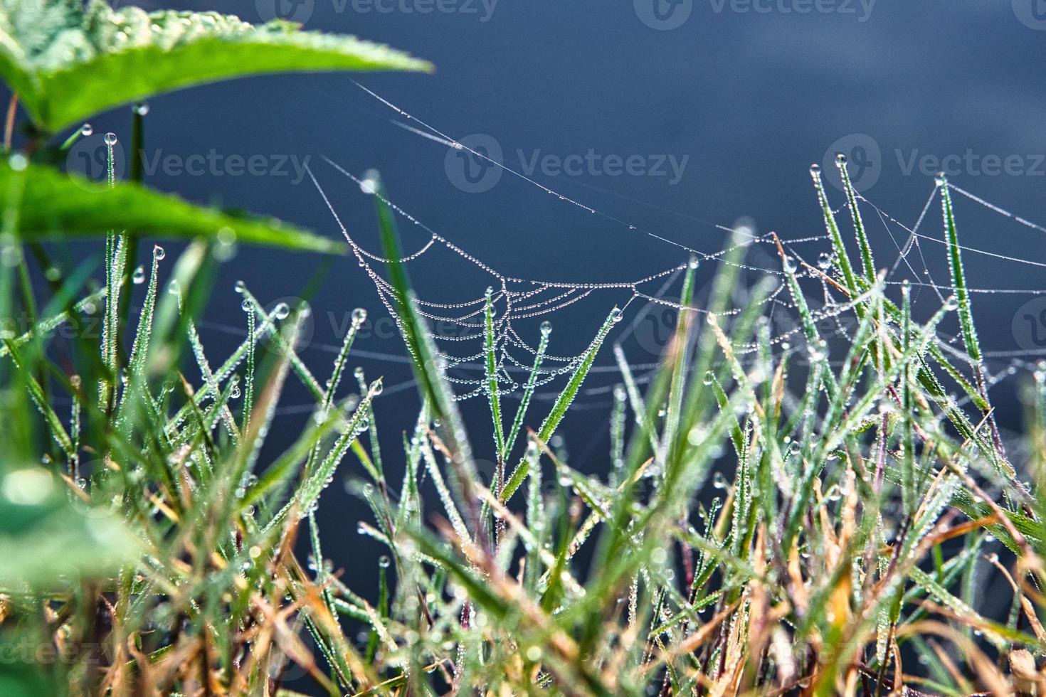 morgondagg på ett spindelnät i gräset vid vattnet foto