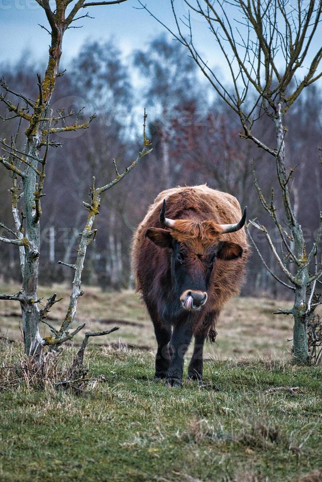 höglandsboskap på en äng. kraftiga horn brun päls. jordbruk och djuruppfödning foto