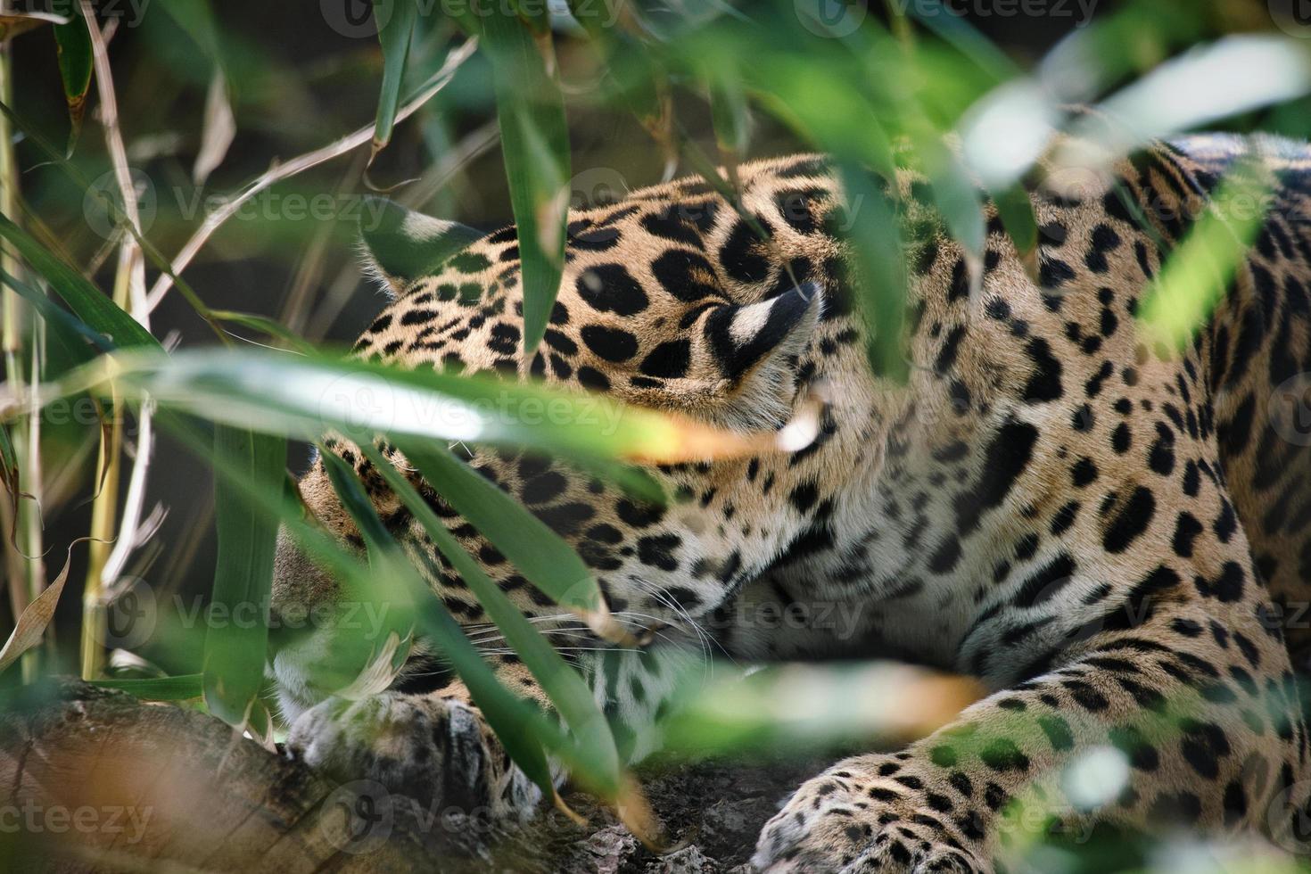 jaguar liggande bakom gräs. fläckig päls, kamouflerad lurar. den stora katten är ett rovdjur. foto