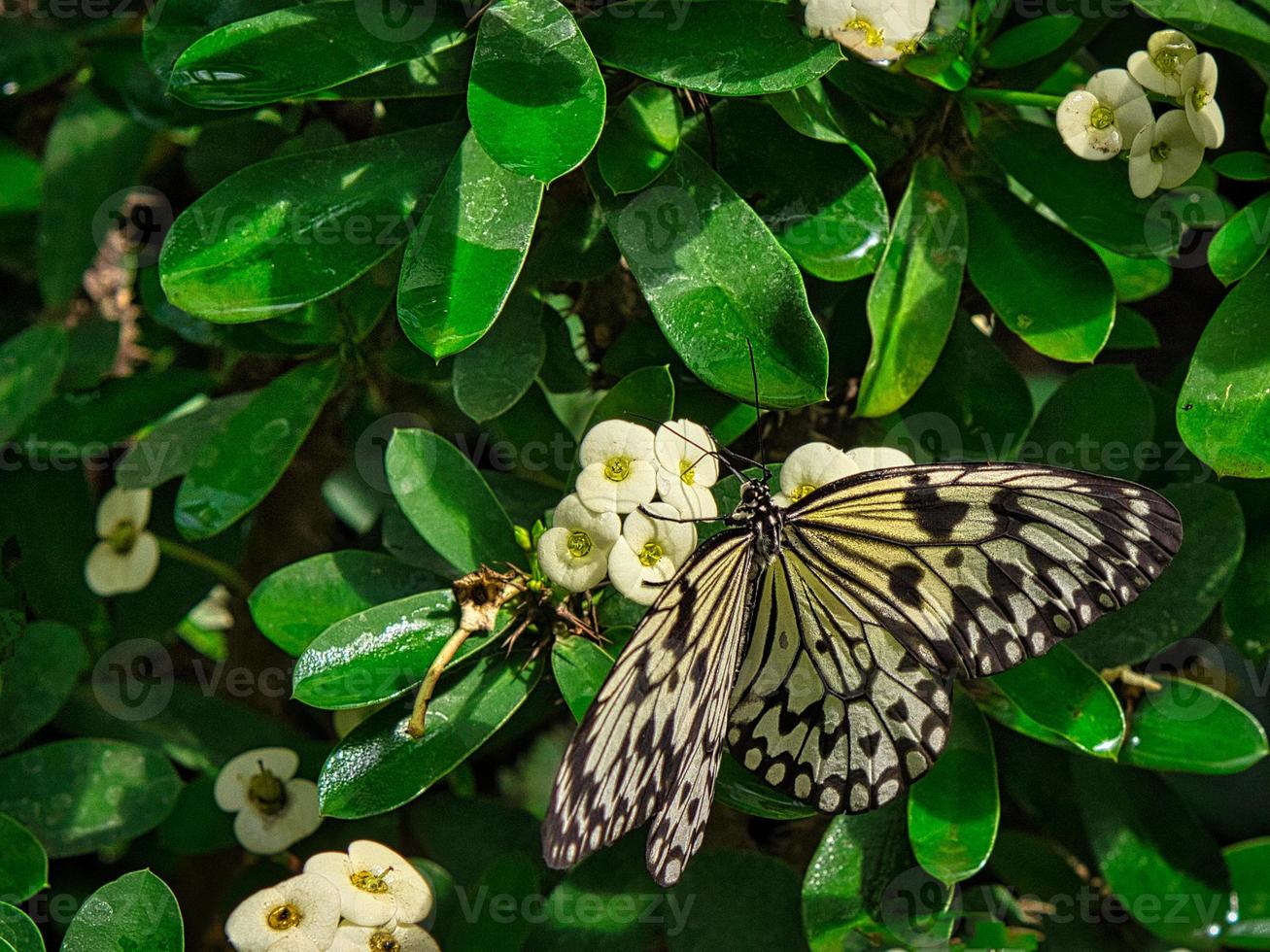 färgglad fjäril på ett blad, blomma. elegant och delikat foto