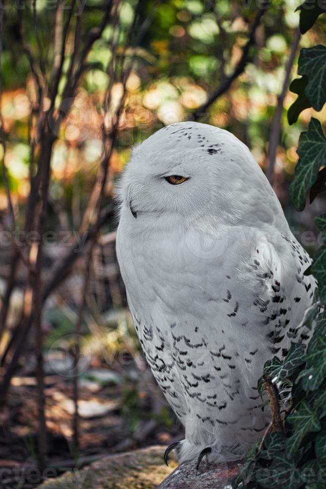 snöuggla på Berlins zoo med vacker vit fjäderdräkt foto