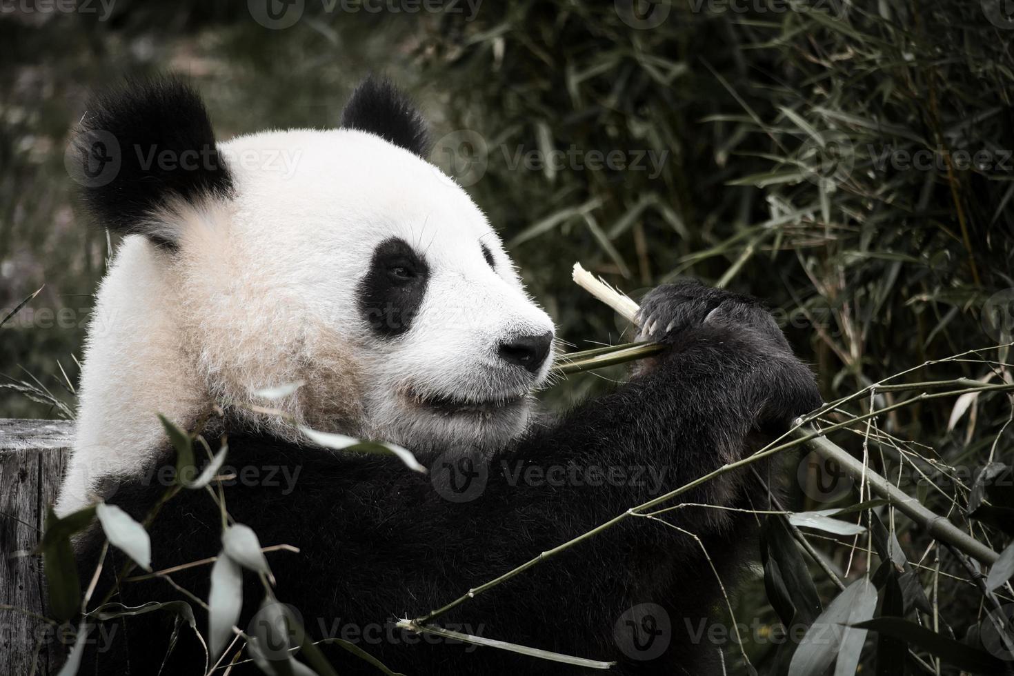 stor panda sitter och äter bambu. Hotade arter. svart och vitt däggdjur foto