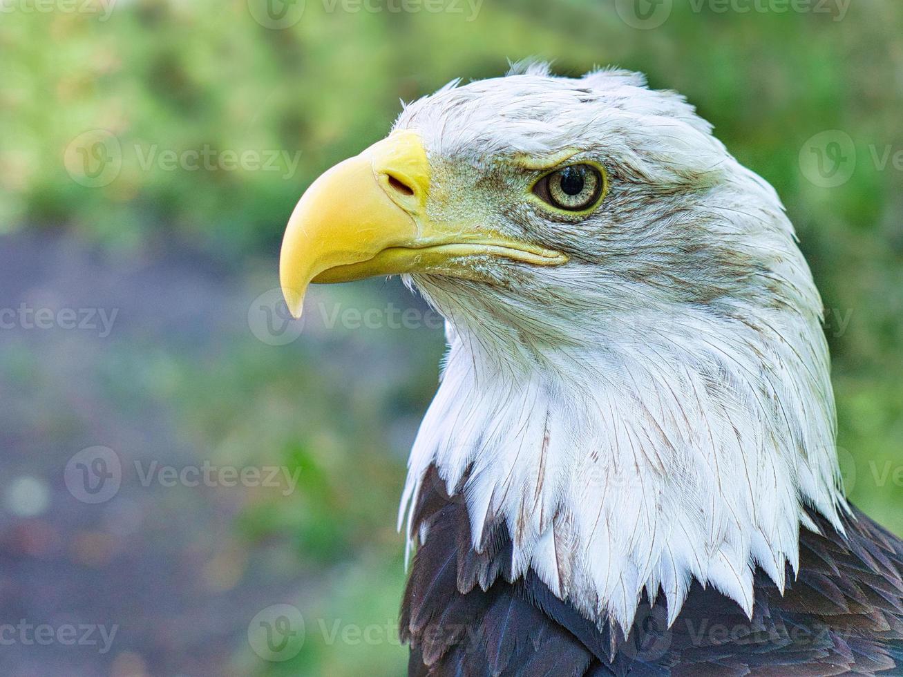 skallig örn i porträtt. USA:s heraldiska djur. majestätisk rovfågel. foto