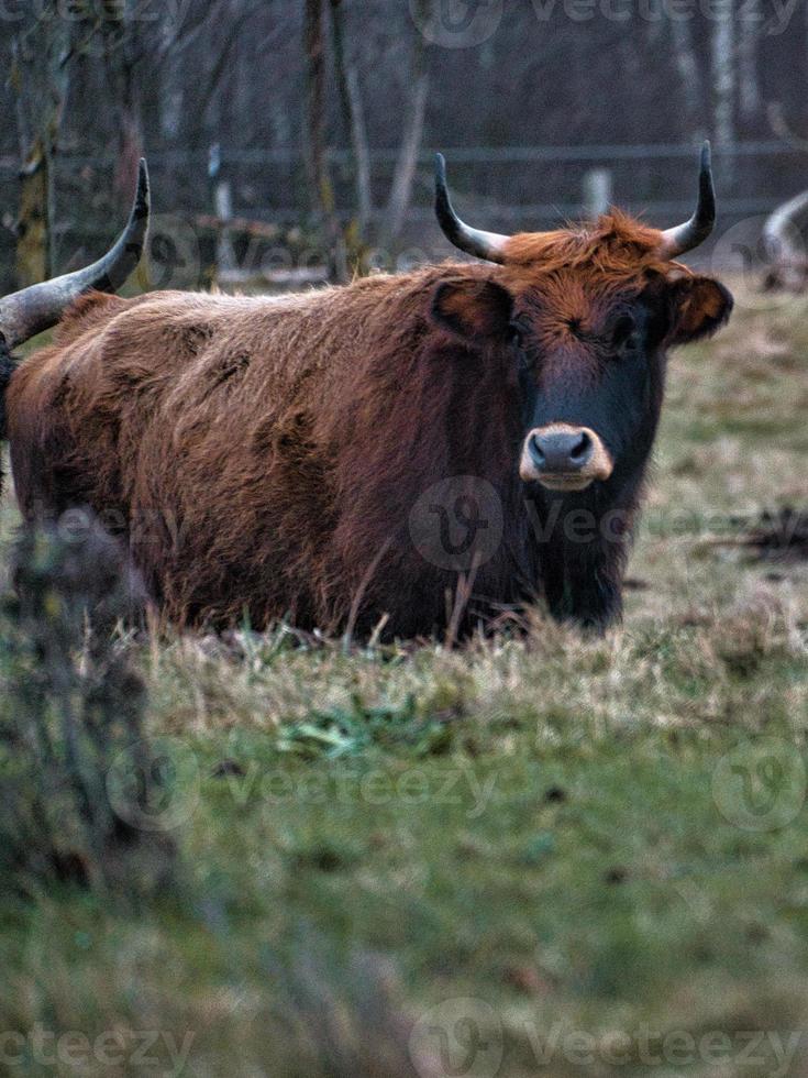 höglandsboskap på en äng. kraftiga horn brun päls. jordbruk och djuruppfödning foto