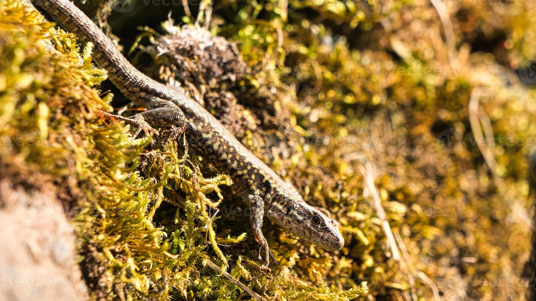 en ödla lurar från sitt gömställe. en liten jägare som väntar på insekter. foto