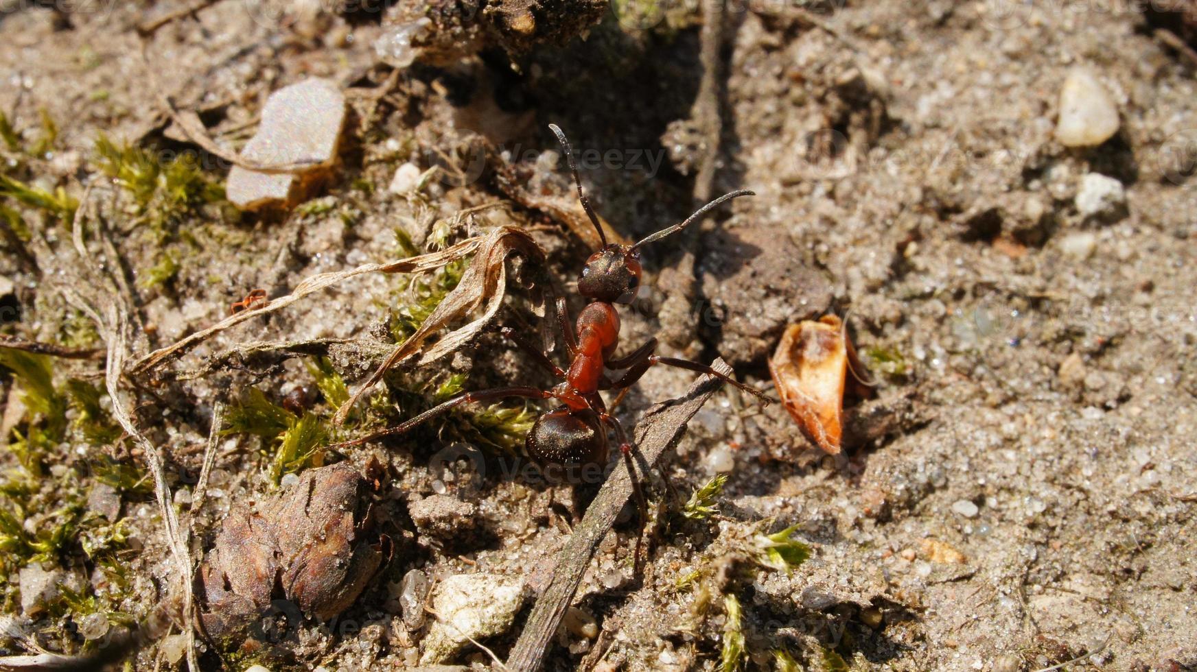 myra samlar mat på nära håll foto