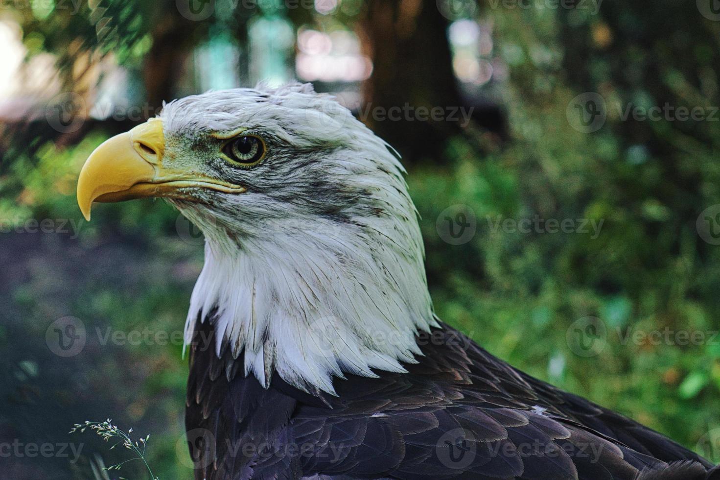 skallig örn i porträtt. USA:s heraldiska djur. majestätisk rovfågel. foto
