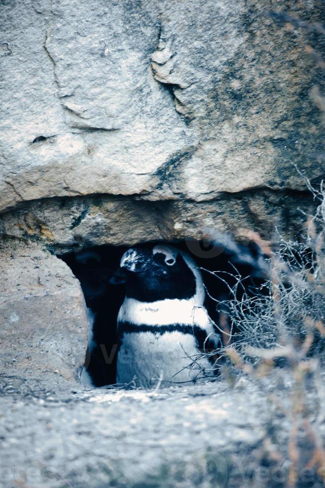 pingvin på stenar. liten vattenfågel. svart och vit fjäderdräkt av sjöfågel. djur- foto