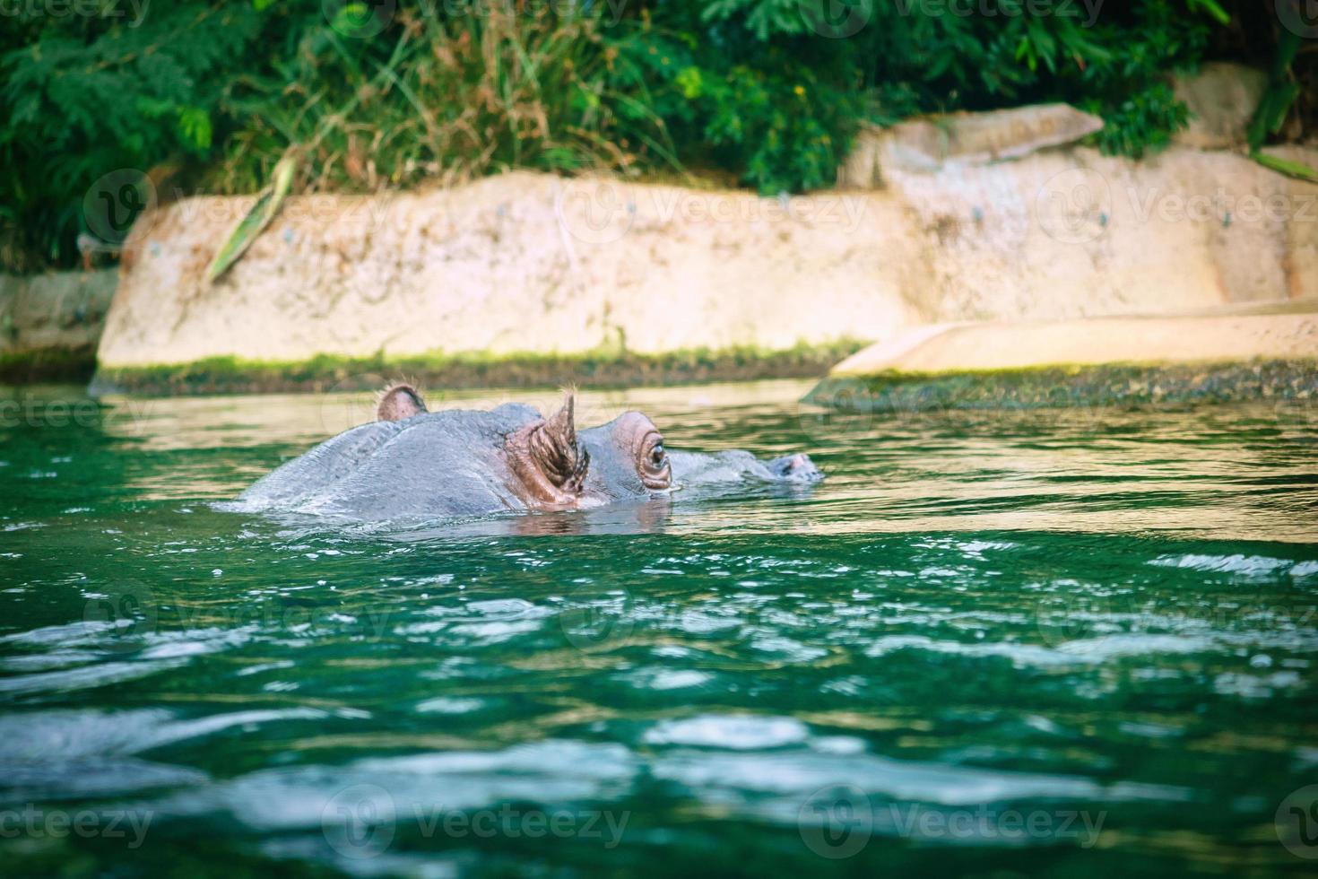 flodhäst simmar i vatten. stort däggdjur från afrika. veganskt djur som bara äter gräs foto