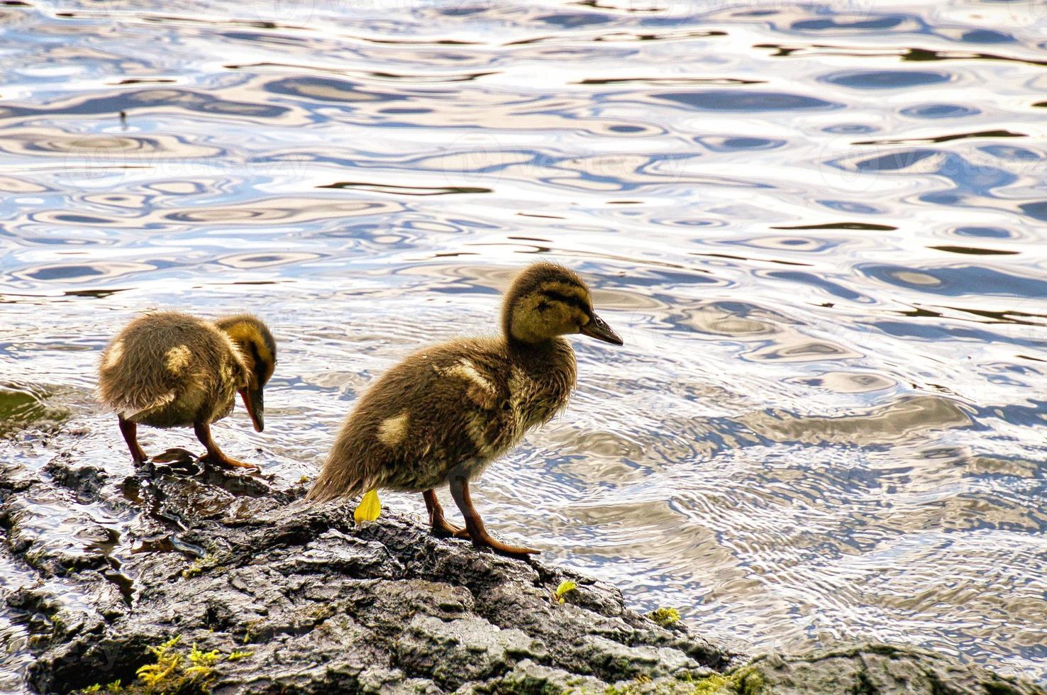 ankor kycklingar på en stock i floden. små vattenfåglar med fluffiga fjädrar. djur- foto