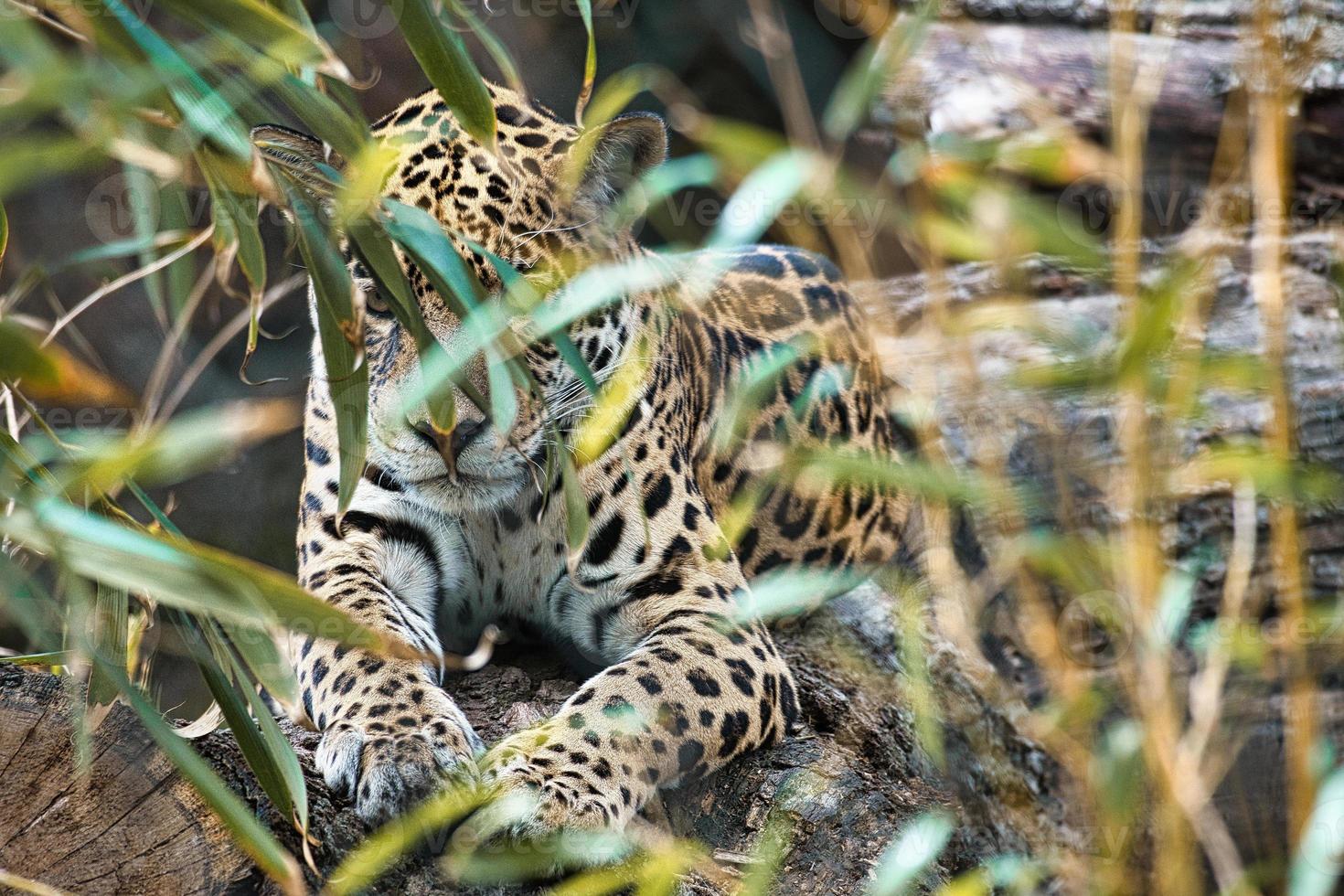 jaguar liggande bakom gräs. fläckig päls, kamouflerad lurar. den stora katten är ett rovdjur. foto