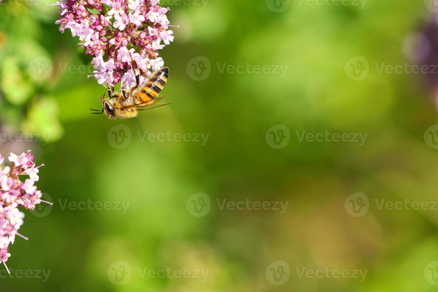 honungsbi som samlar nektar på en blomma av blomsterfjärilsbusken. upptagna insekter foto