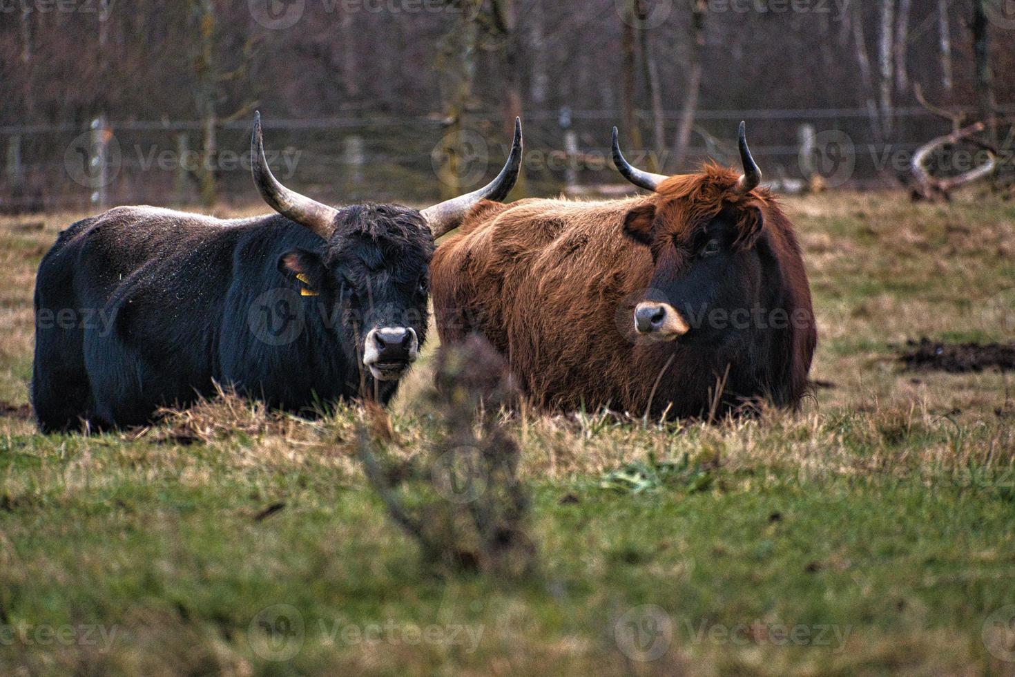 höglandsboskap på en äng. kraftiga horn brun päls. jordbruk och djuruppfödning foto