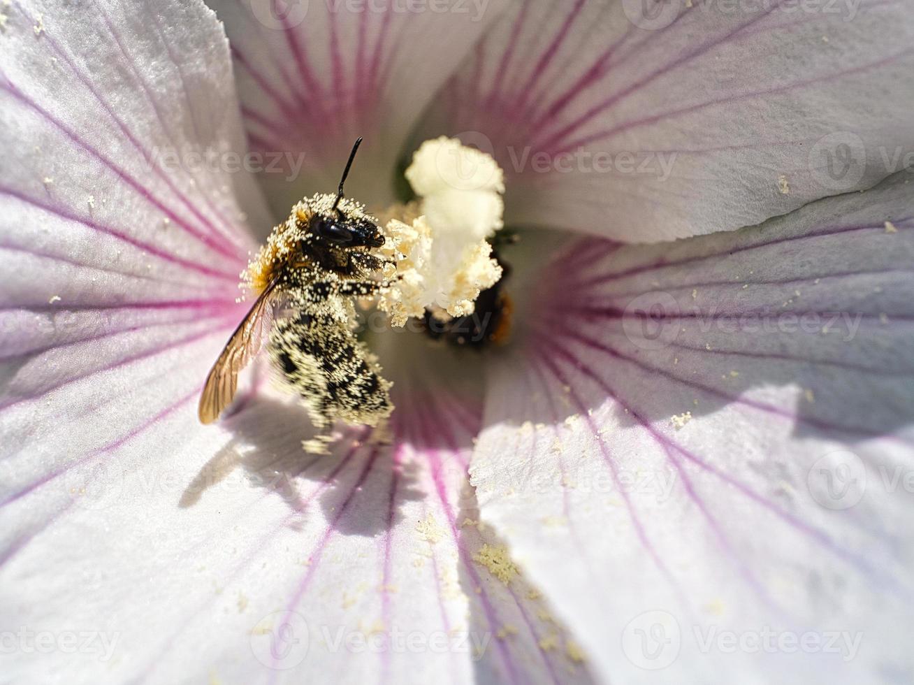 biet samlar nektar på en maskros blomma makro skott. foto