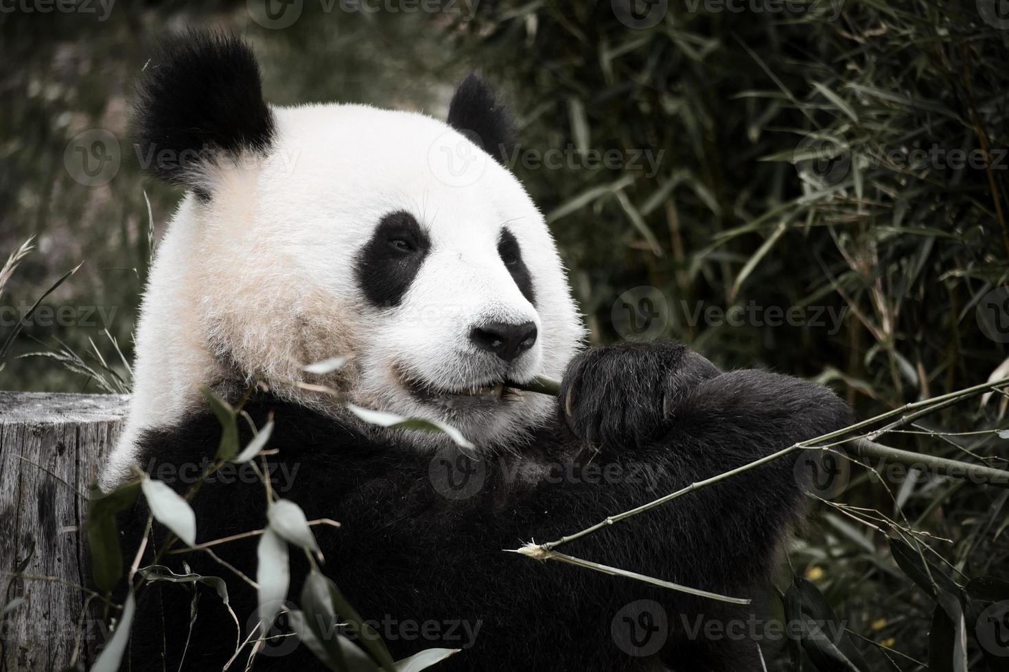 stor panda sitter och äter bambu. Hotade arter. svart och vitt däggdjur foto