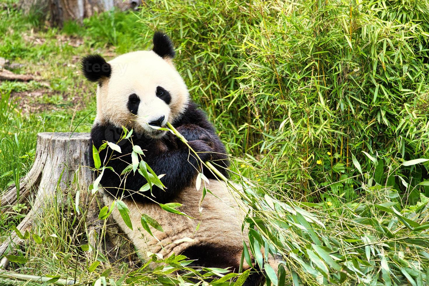 stor panda sitter och äter bambu. Hotade arter. svart och vitt däggdjur foto