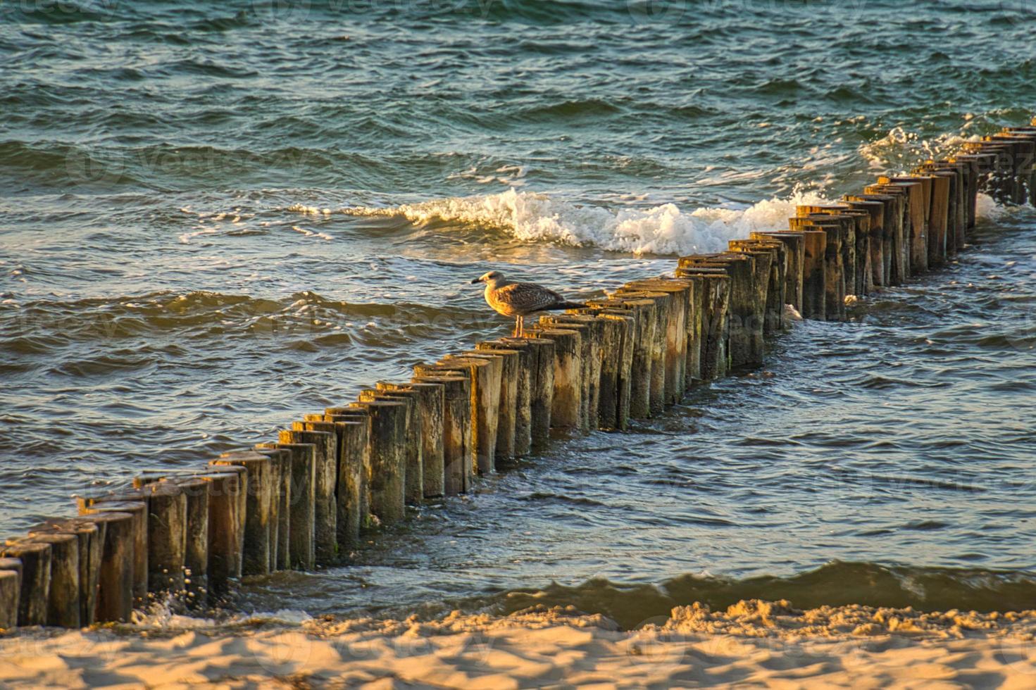 groynes på stranden av Östersjön i zingst. vågor bryter mot träet foto