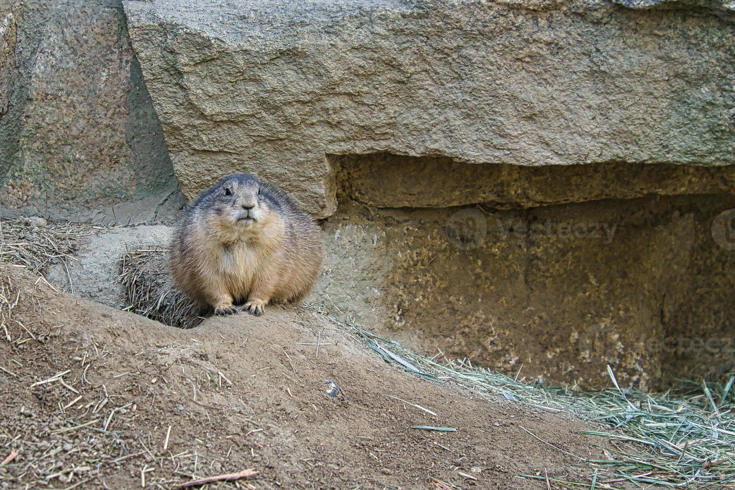 murmeldjur liggande på en sten vänd mot betraktaren. liten gnagare från alperna. däggdjursdjur foto