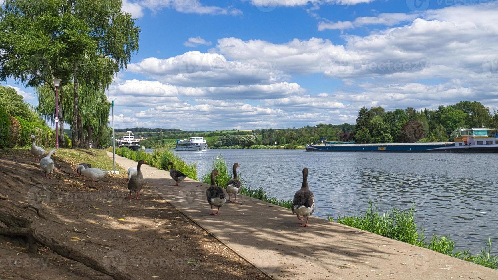 vildgäss på floden under en promenad. resten av fåglarna att ta mat och vila. foto