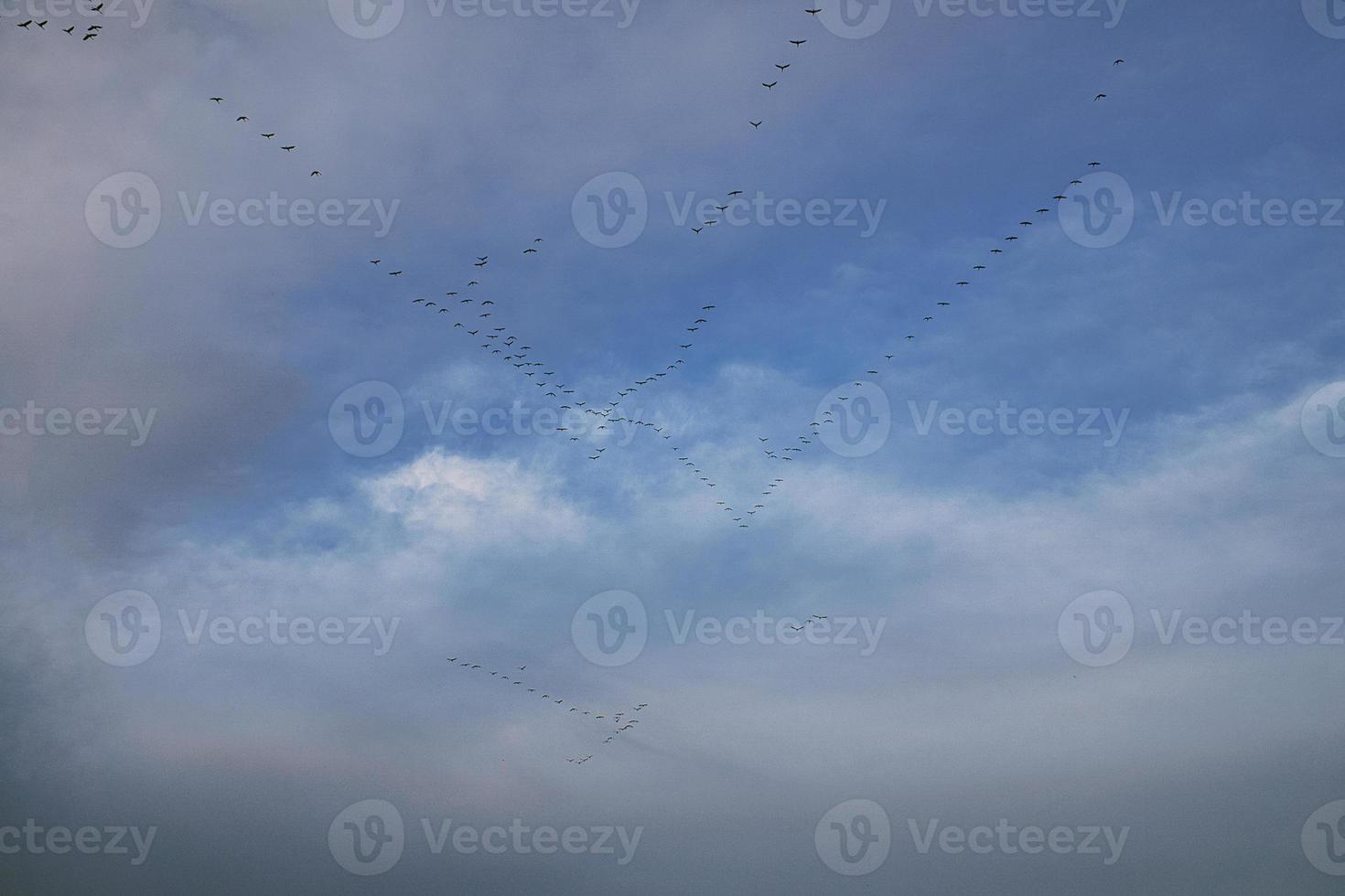 tranor som rör sig i formation på himlen. flyttfåglar på darss. foto