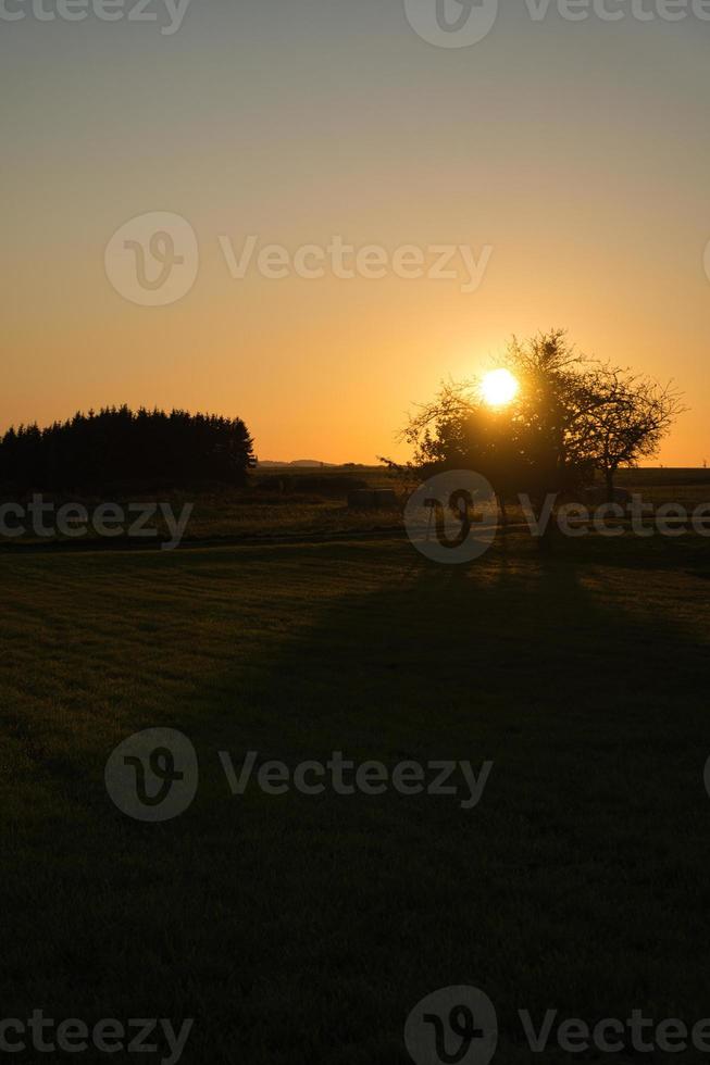 träd på en äng genom vilken den nedgående solen skiner törstigt foto