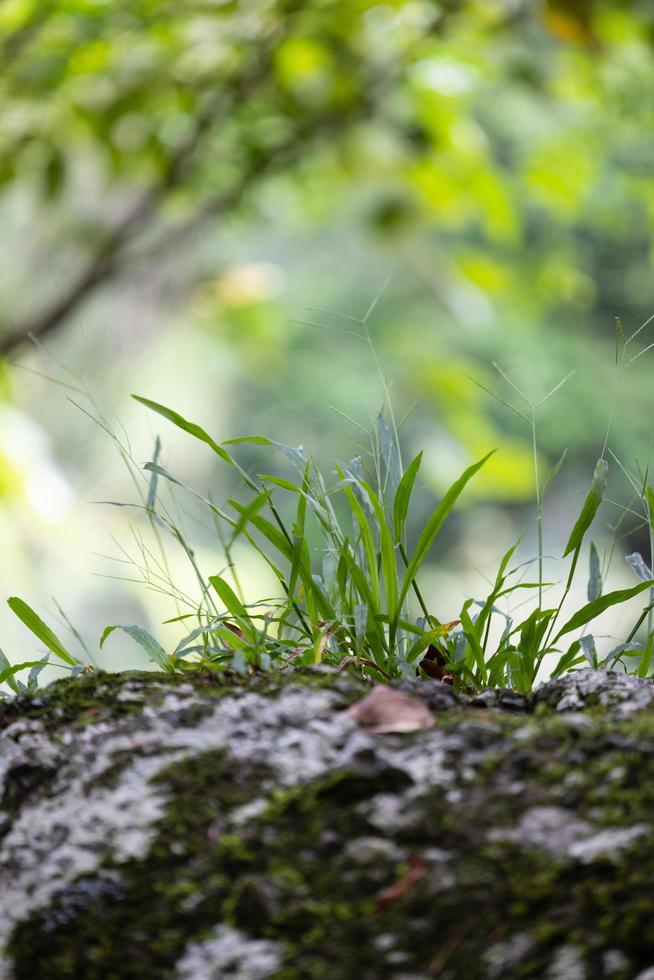 vattenfall i den stora skogen, vacker i naturen. foto