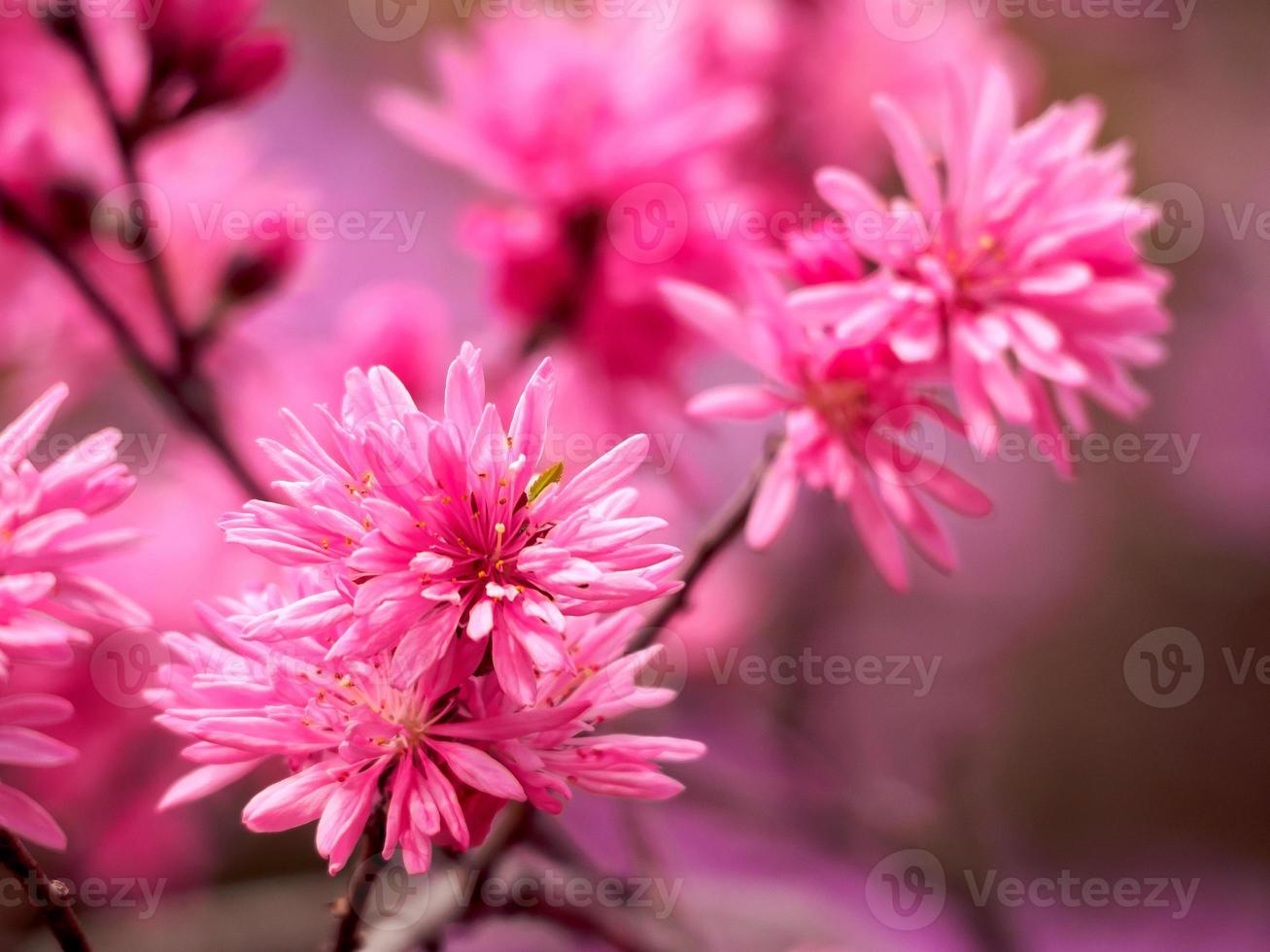 rosa körsbärsblommor med många kronblad foto