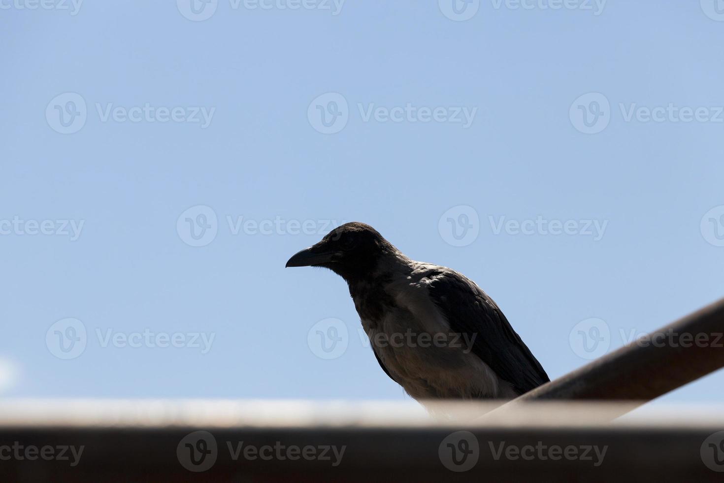 vuxen kråka sitter på ett staket foto