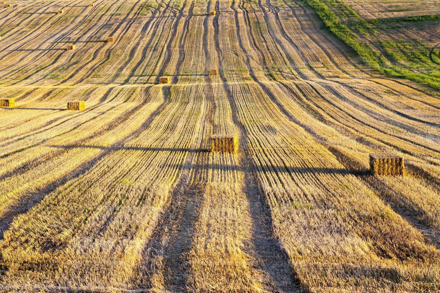 fält skördad vete skörd foto