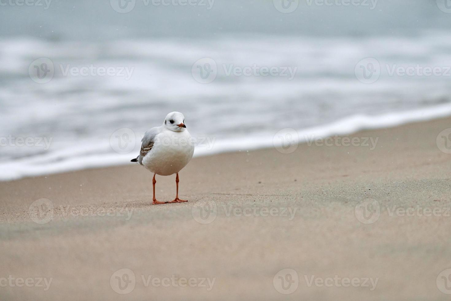 svarthårig mås på stranden, ensamhet koncept foto