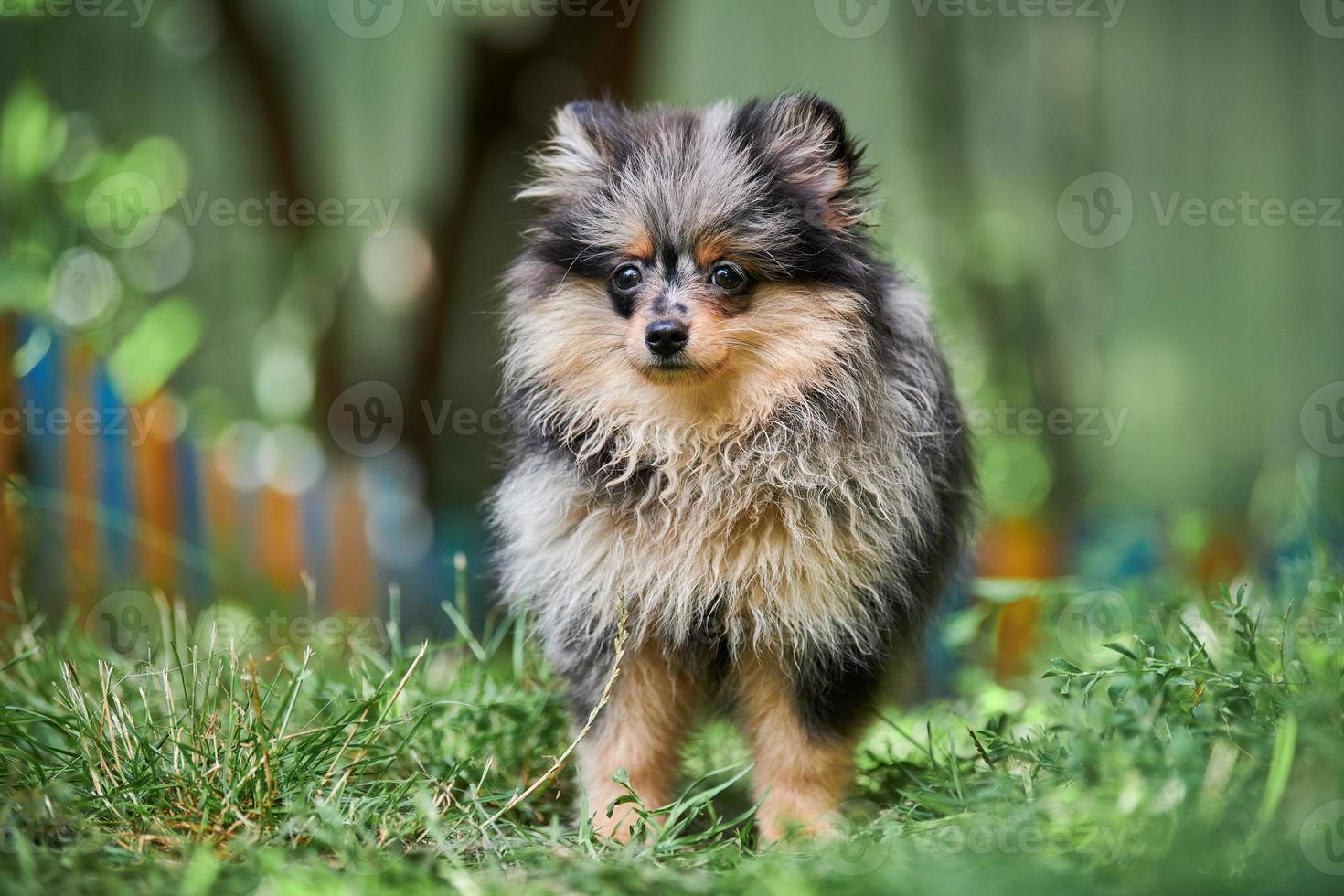 pomeranian spitz valp i trädgården foto