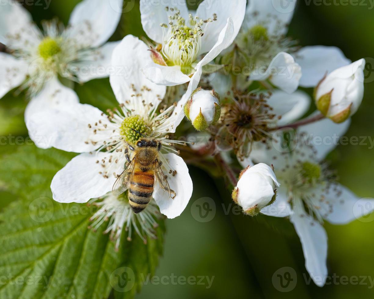 bi på en bärbuskeblomma foto