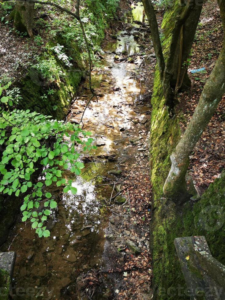 en växt i en skog foto