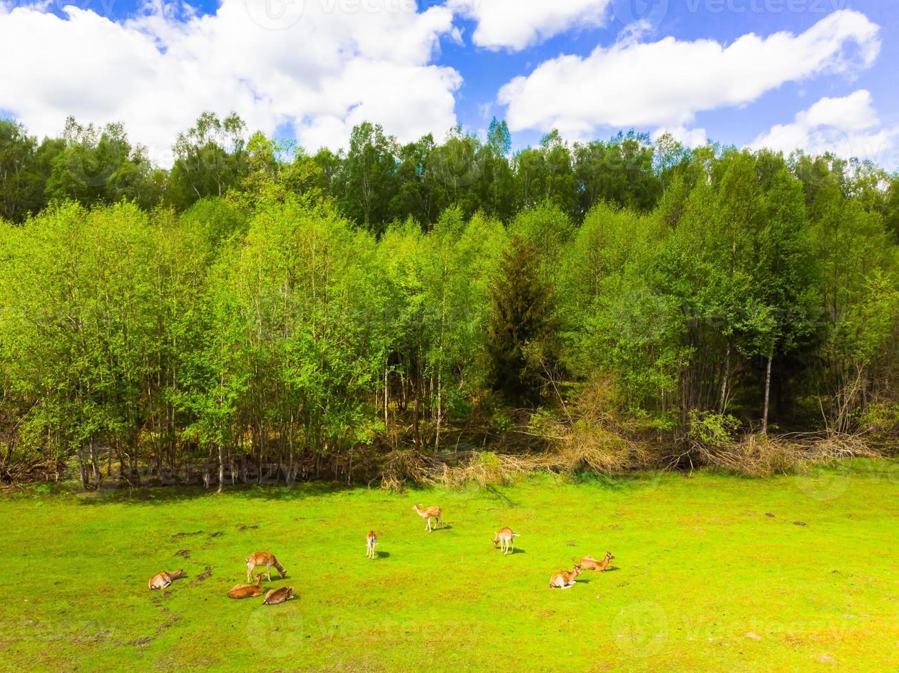 statisk luftfoto naturskönt landskap skogsvy med rådjur som njuter av gräs utomhus på litauens landsbygd. fauna och flora östra Europa, Litauen i Östersjön foto