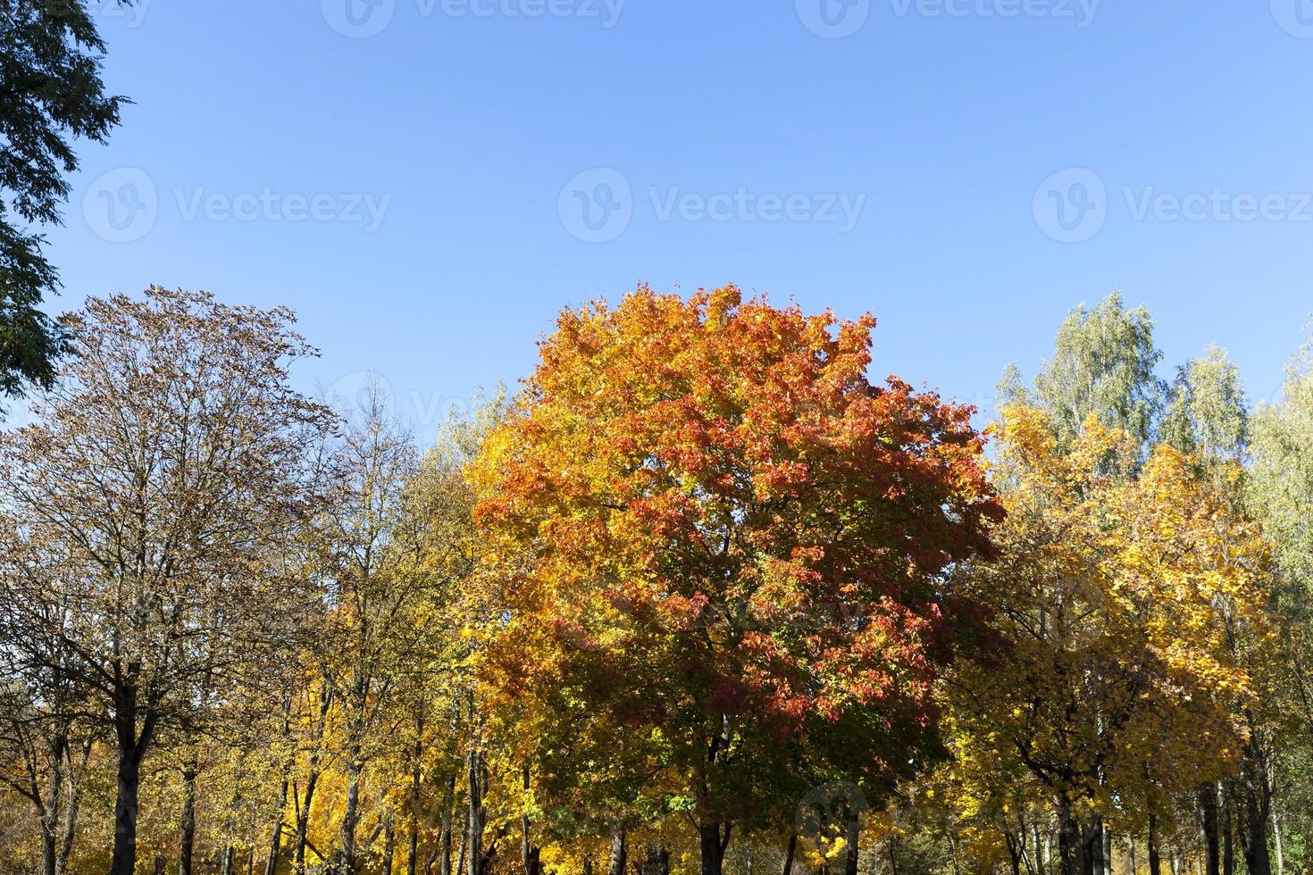 skogens blandade territorium foto