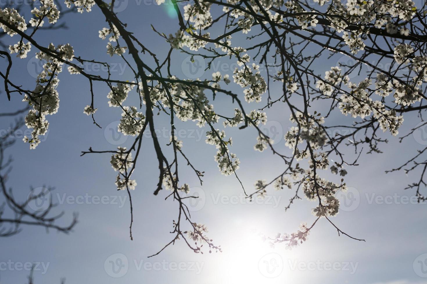 fruktträdgård körsbär skördar foto