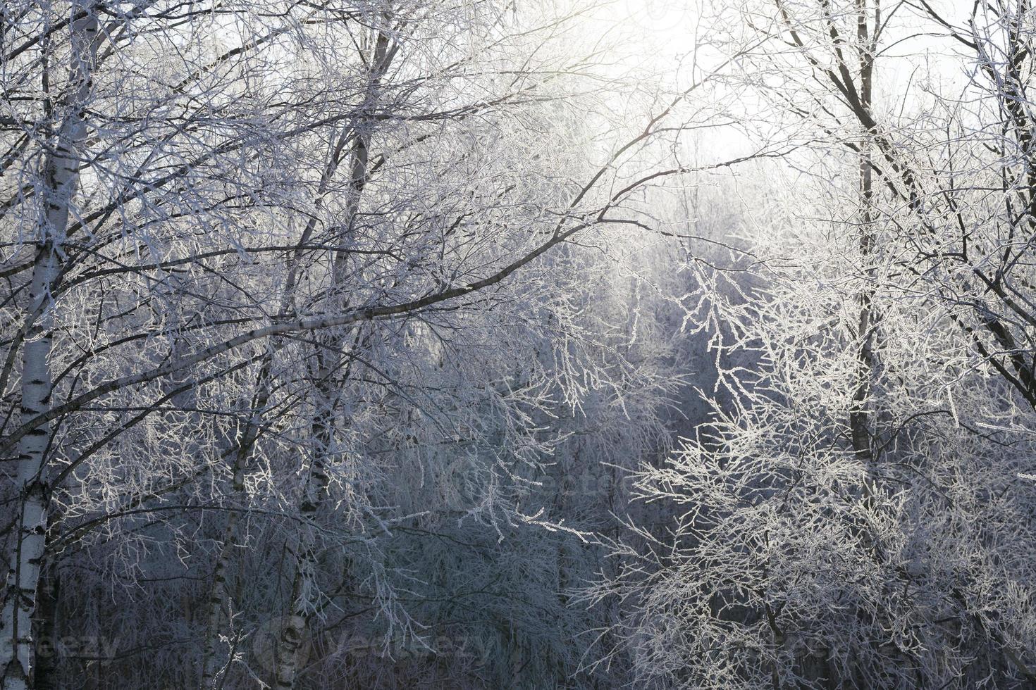 vackert landskap, skog foto