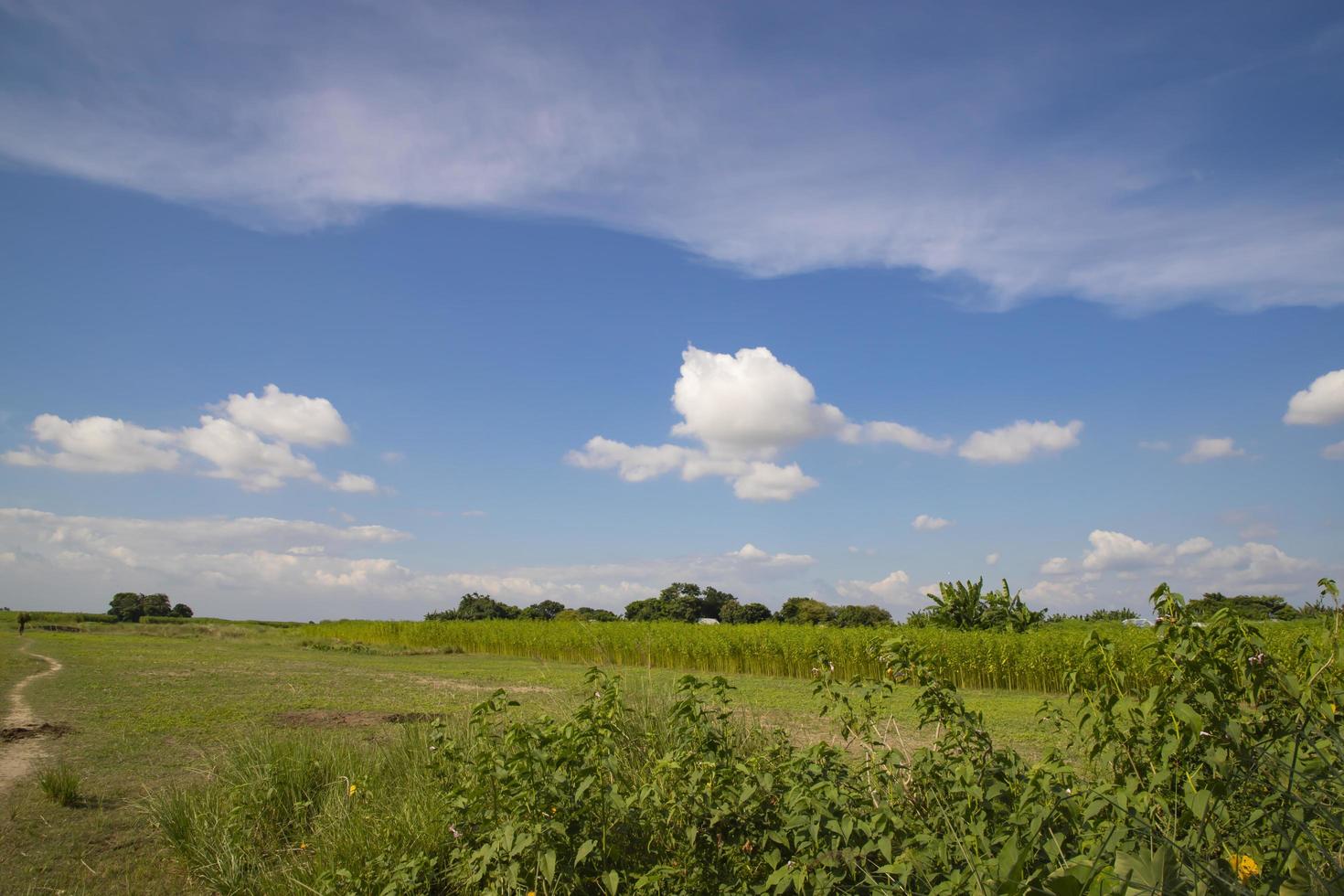 vackra gröna fält med kontrasterande blå himmel foto