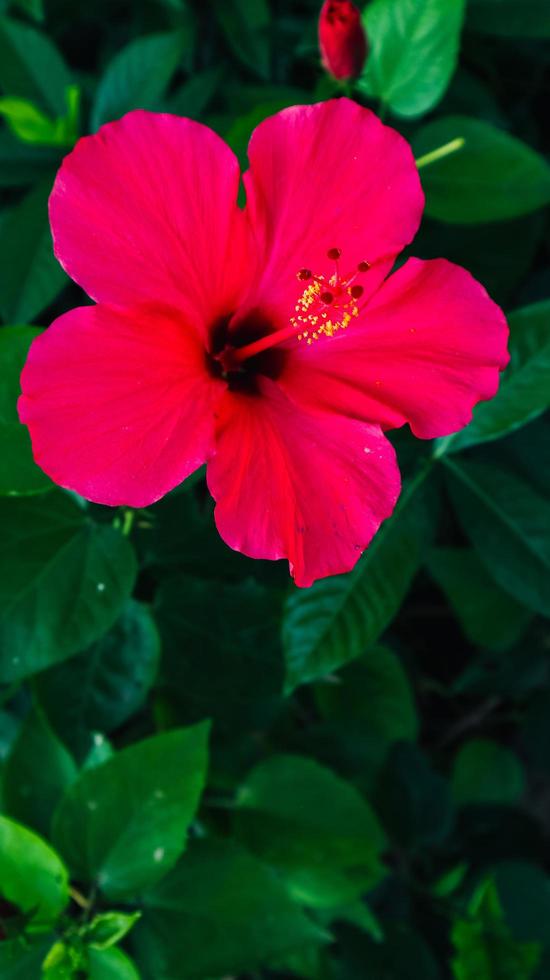 skosvartväxt hibiscus rosa sinensis foto